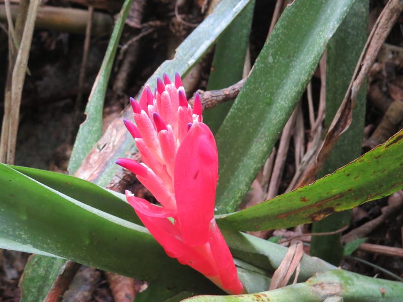 Billbergia pyramidalis, photographed by Victor Farjalla Pontes