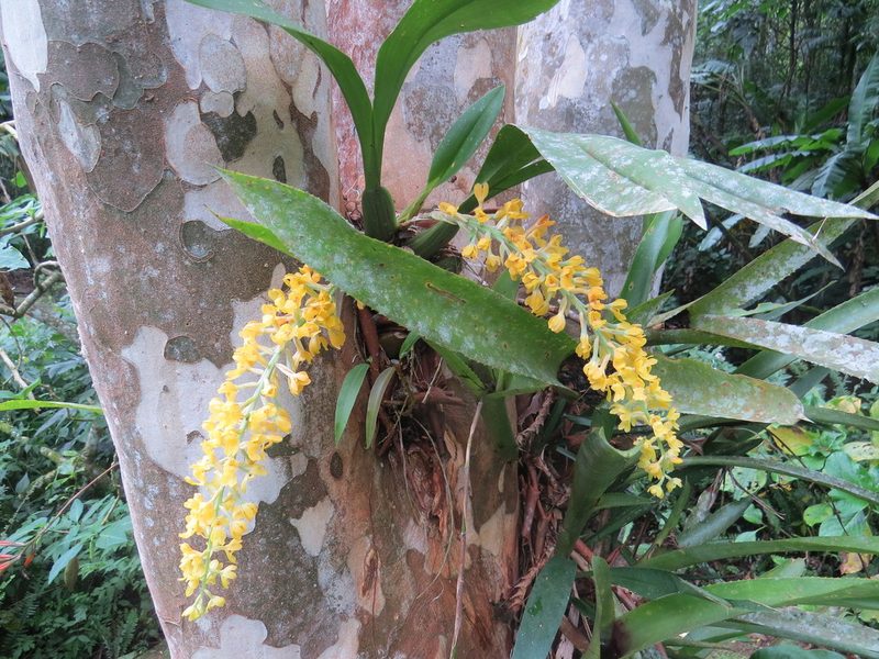 Gomesa planifolia, photographed by Victor Farjalla Pontes