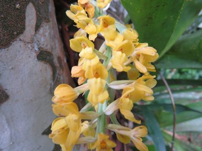 Gomesa planifolia, photographed by Victor Farjalla Pontes