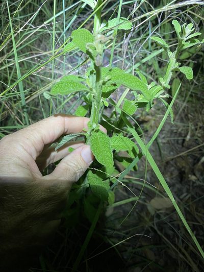 Pterocaulon redolens, photographed by Greg Tasney