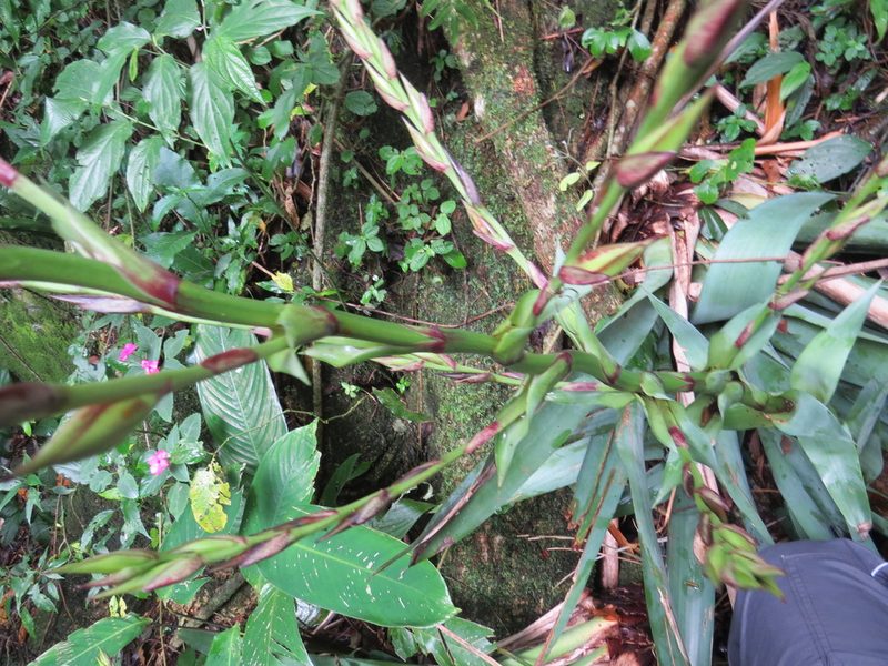 Vriesea gigantea, photographed by Victor Farjalla Pontes