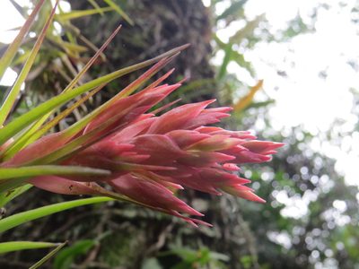 Tillandsia geminiflora, photographed by Victor Farjalla Pontes