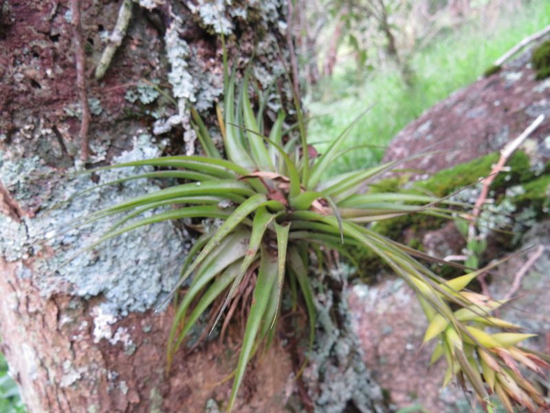 Tillandsia geminiflora, photographed by Victor Farjalla Pontes