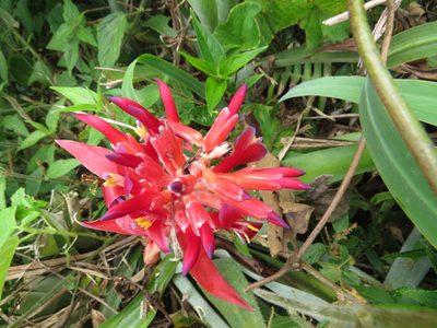 Billbergia pyramidalis, photographed by Victor Farjalla Pontes