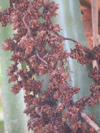 Hohenbergia augusta, photographed by Victor Farjalla Pontes