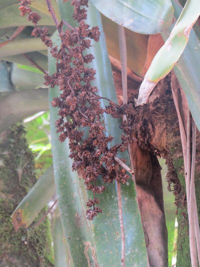 Hohenbergia augusta, photographed by Victor Farjalla Pontes