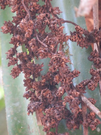 Hohenbergia augusta, photographed by Victor Farjalla Pontes
