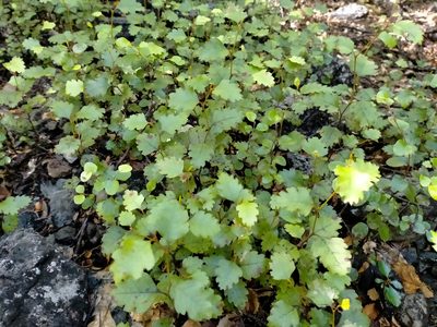 Nothofagus fusca, photographed by John Barkla