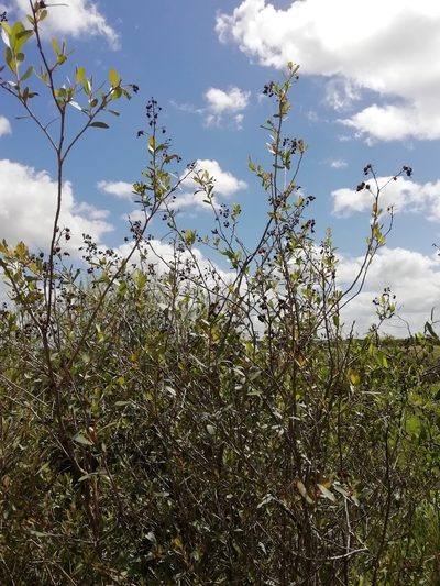Escallonia megapotamica, photographed by Agustina Medina