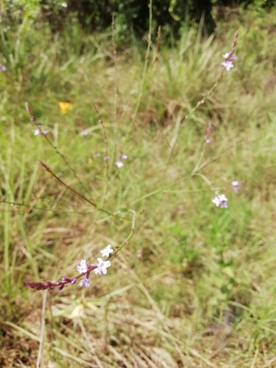 Verbena montevidensis, photographed by Agustina Medina