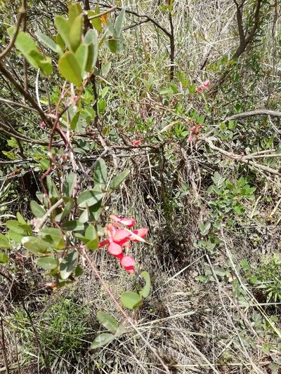 Camptosema rubicundum, photographed by Agustina Medina