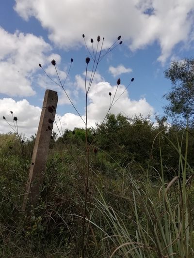 Eryngium sanguisorba, photographed by Agustina Medina