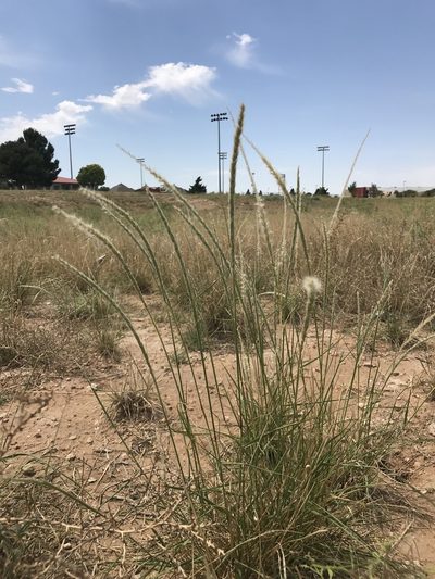 Pappophorum philippianum, photographed by samlutfy