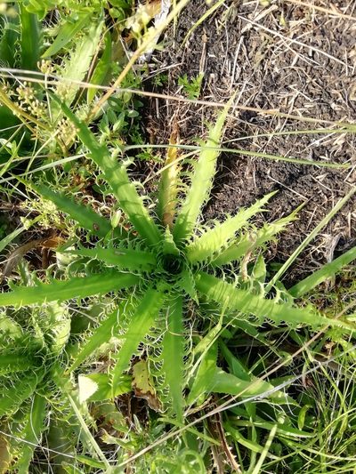 Eryngium serra, photographed by Agustina Medina