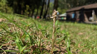 Zeuxine strateumatica, photographed by Cheng-Te Hsu