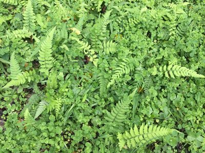 Deparia petersenii, photographed by 望之