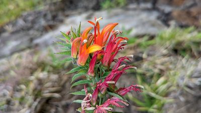 Lobelia laxiflora, photographed by Trevor Van Loon