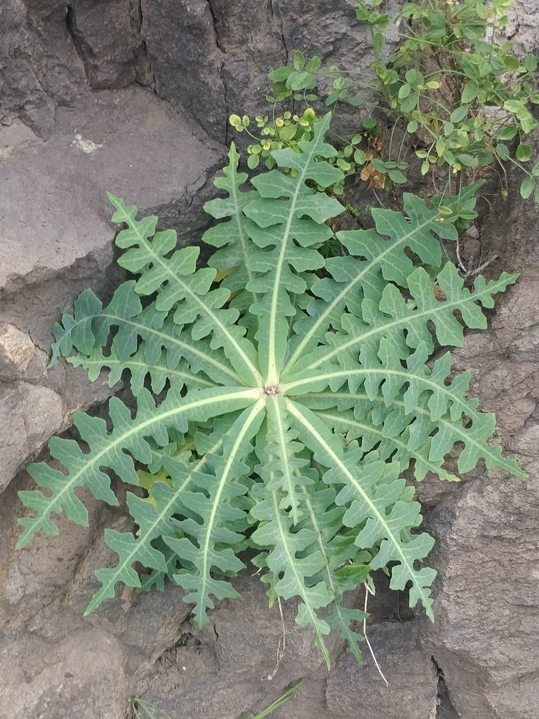 Sonchus ustulatus, photographed by Vítor Jorge