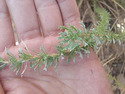 Baccharis pteronioides, photographed by Alejandro Gómez Maya