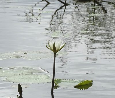 Nymphaea ampla, photographed by Sandra Keller