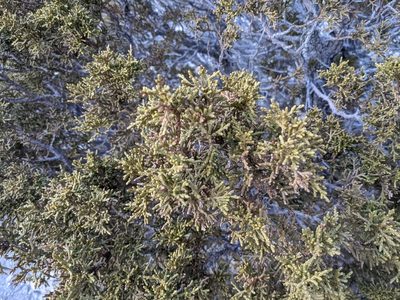 Juniperus osteosperma, photographed by Zac Peterson