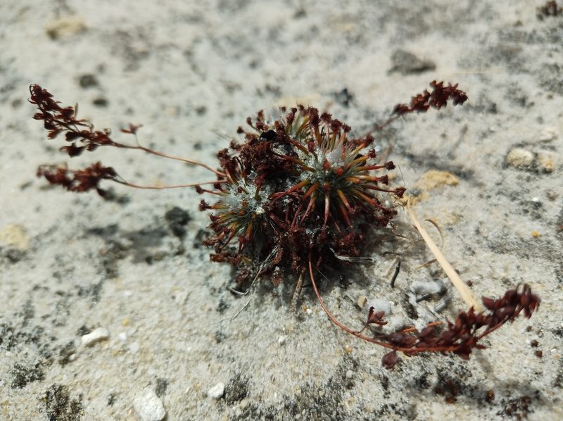 Drosera paleacea, photographed by Em Lamond