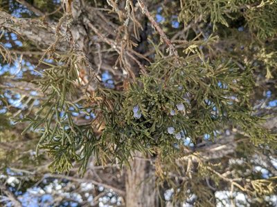 Juniperus osteosperma, photographed by Zac Peterson