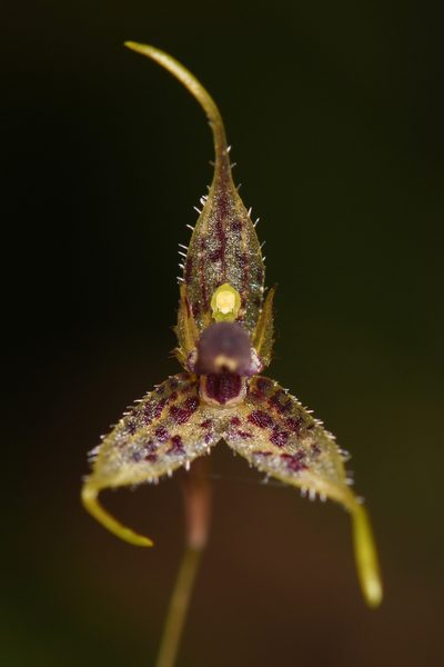Andreettaea strumosa, photographed by Trevor Van Loon