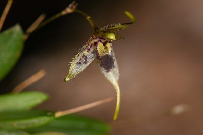 Andreettaea strumosa, photographed by Trevor Van Loon