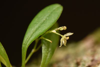 Platystele microtatantha, photographed by Trevor Van Loon