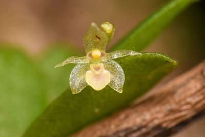 Platystele microtatantha, photographed by Trevor Van Loon