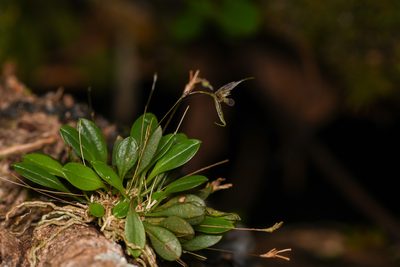 Andreettaea strumosa, photographed by Trevor Van Loon