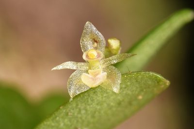 Platystele microtatantha, photographed by Trevor Van Loon