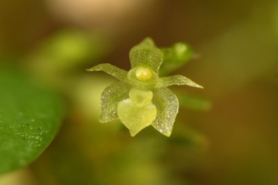 Platystele microtatantha, photographed by Trevor Van Loon