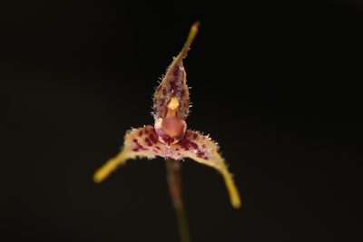 Andreettaea strumosa, photographed by Trevor Van Loon