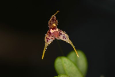 Andreettaea strumosa, photographed by Trevor Van Loon