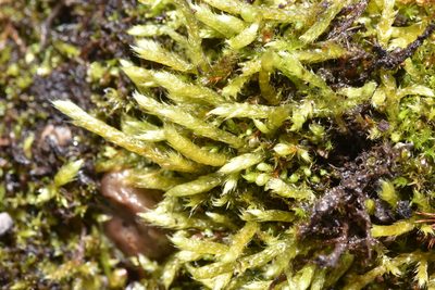 Brachythecium albicans, photographed by Braden J. Judson