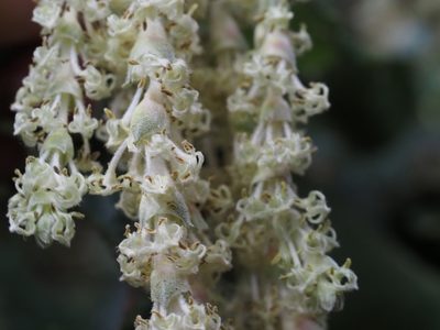 Garrya elliptica, photographed by Karen and Mike
