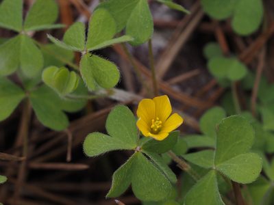 Oxalis pilosa, photographed by Karen and Mike
