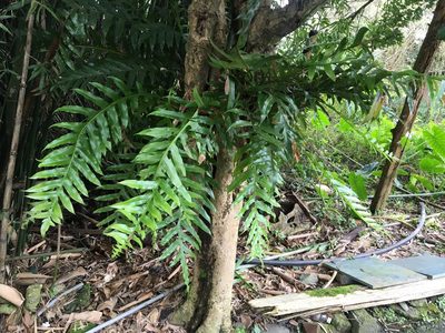Drynaria coronans, photographed by 望之