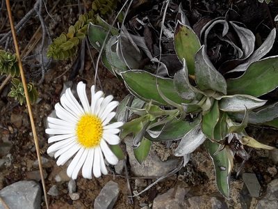 Celmisia dallii, photographed by naturewatchwidow