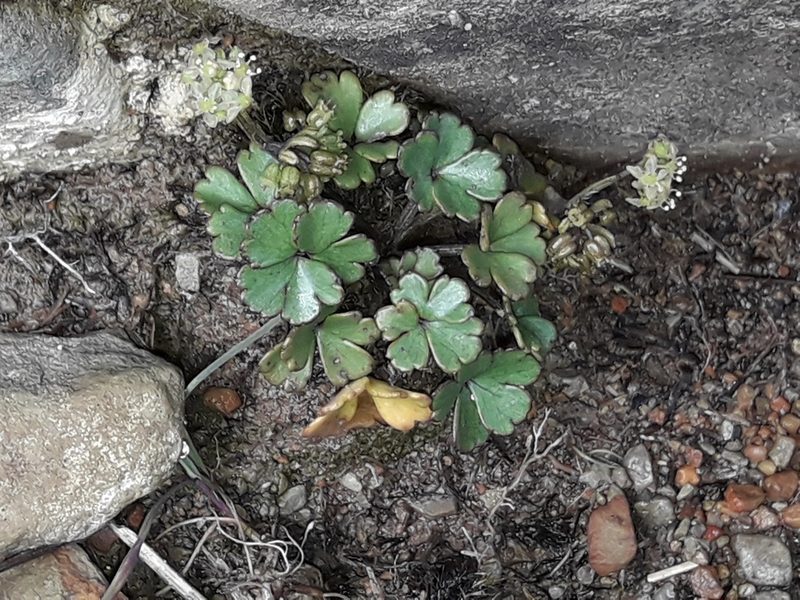Azorella roughii, photographed by naturewatchwidow