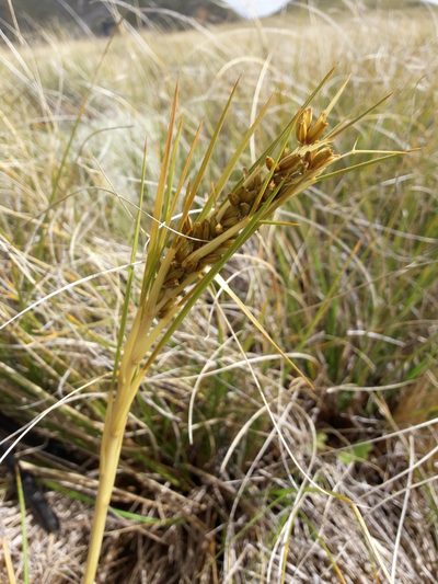 Aciphylla anomala, photographed by naturewatchwidow