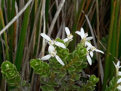 Olearia nummulariifolia, photographed by naturewatchwidow
