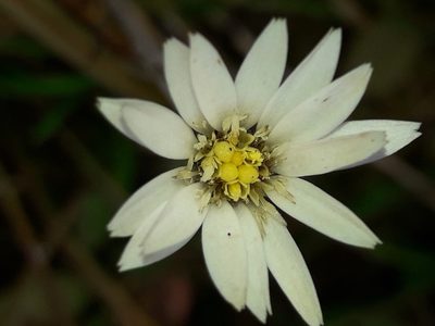 Celmisia gracilenta, photographed by naturewatchwidow