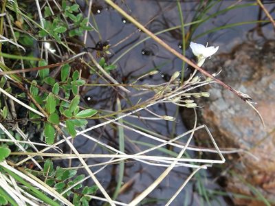 Veronica lyallii, photographed by naturewatchwidow