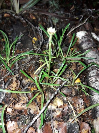 Abrotanella linearis, photographed by naturewatchwidow