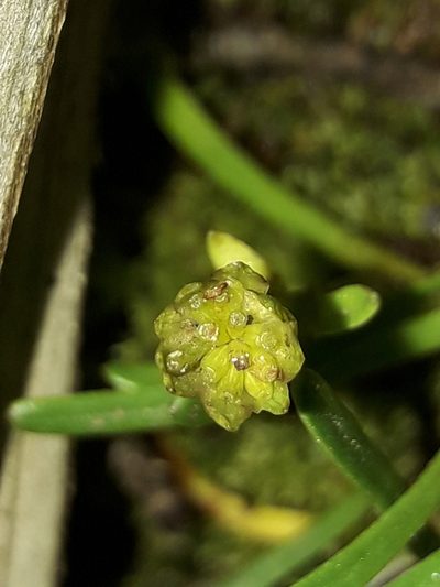 Abrotanella linearis, photographed by naturewatchwidow