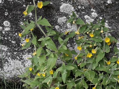 Erythranthe moschata, photographed by naturewatchwidow