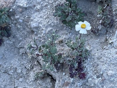 Perityle crassifolia, photographed by Sula Vanderplank